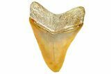 Serrated, Fossil Megalodon Tooth From Morocco - Rare Location #365185-1
